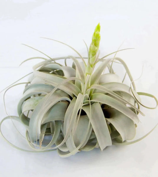 air plants ontario Xerographica Air Plant