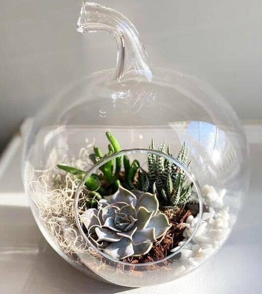 succulent terrarium, succulent mini garden