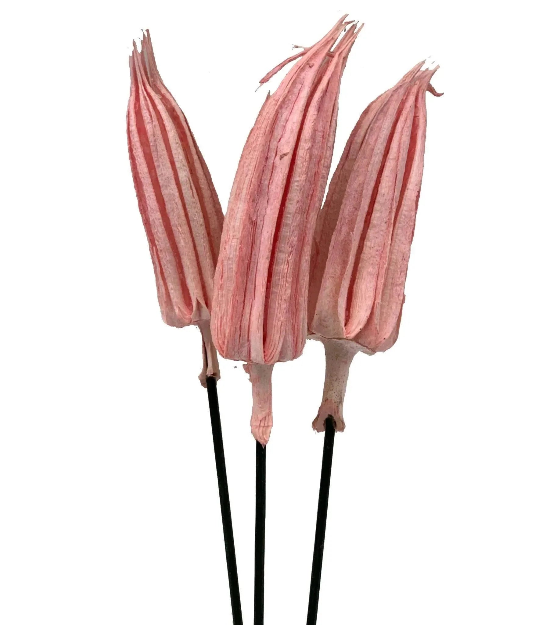 Chilli Pick Pink