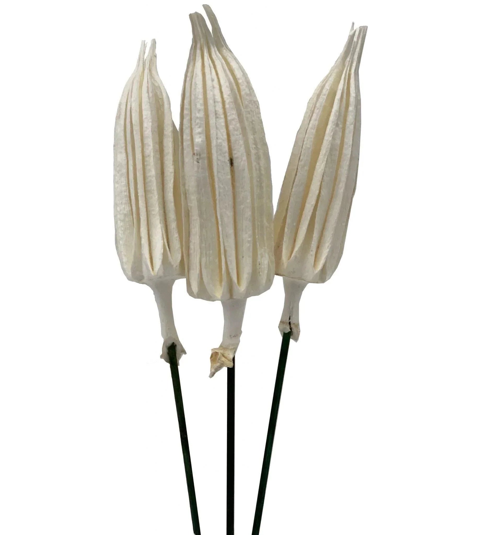Chili Pick White