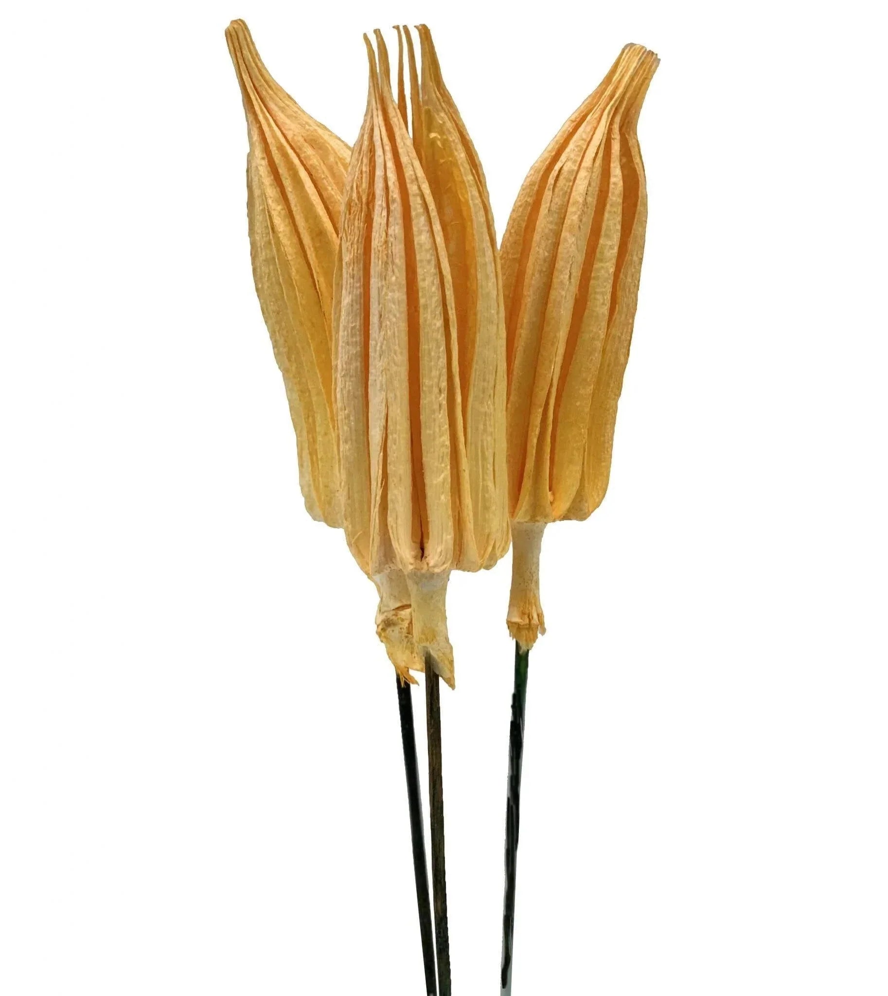 Chili Pick Orange