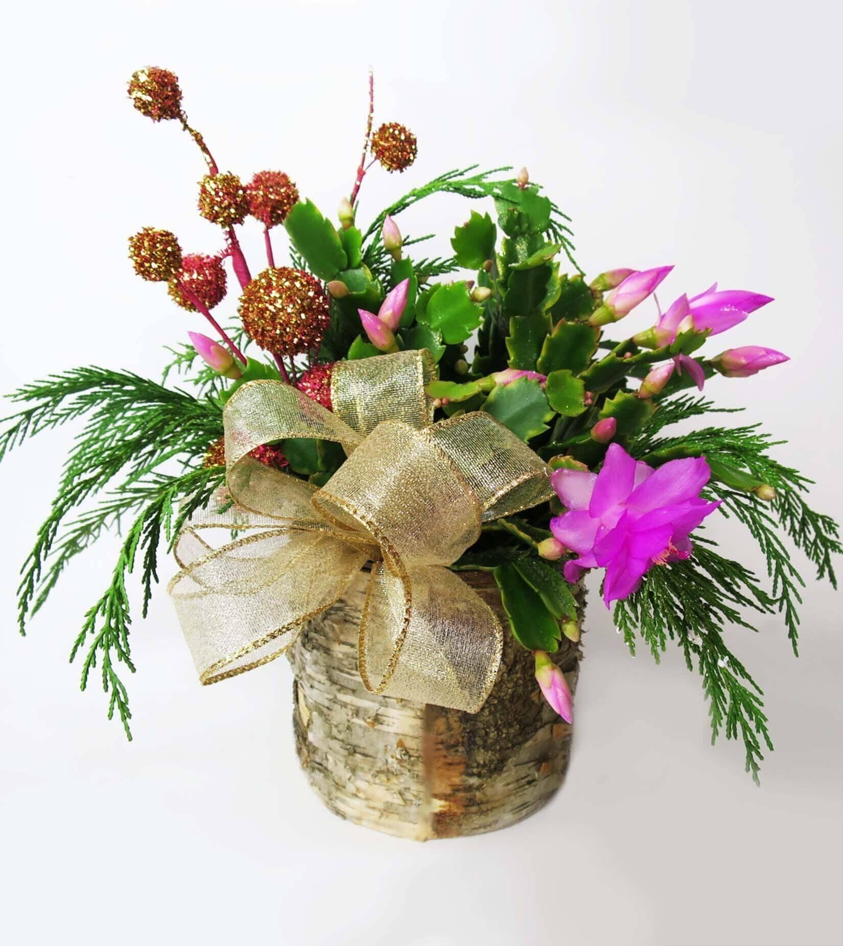 Christmas Cactus Caprice