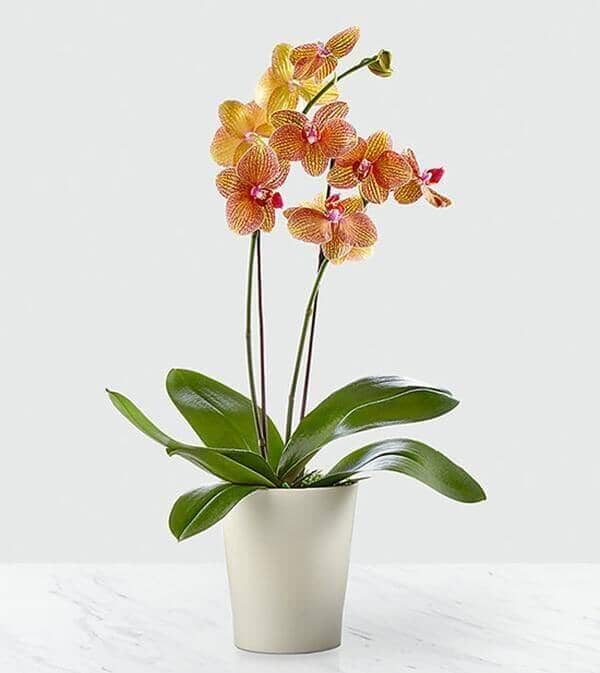 Color Burst™ Orchid