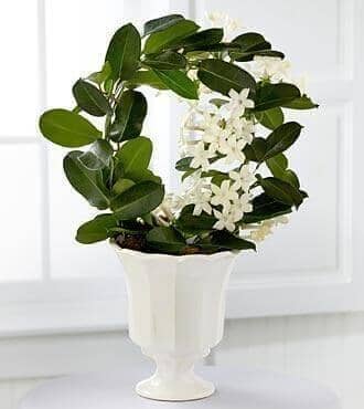 Garden Grace Stephanotis Plant