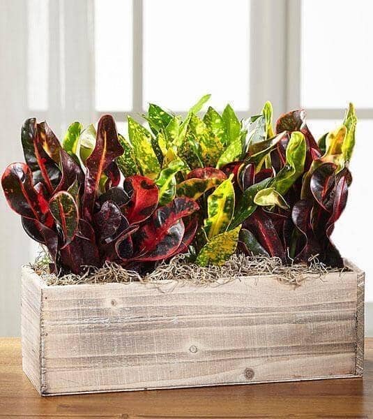 Get Fresh Fall Windowbox - wooden box with three croton plants