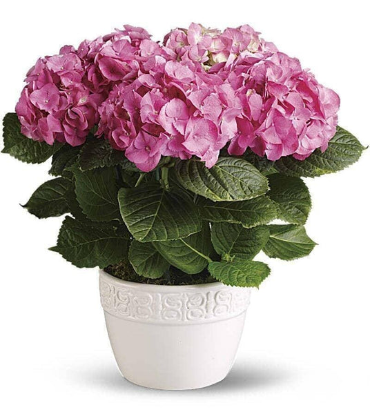 Happy Hydragea 6 inch Potted Hydrangea Plant Flower Co