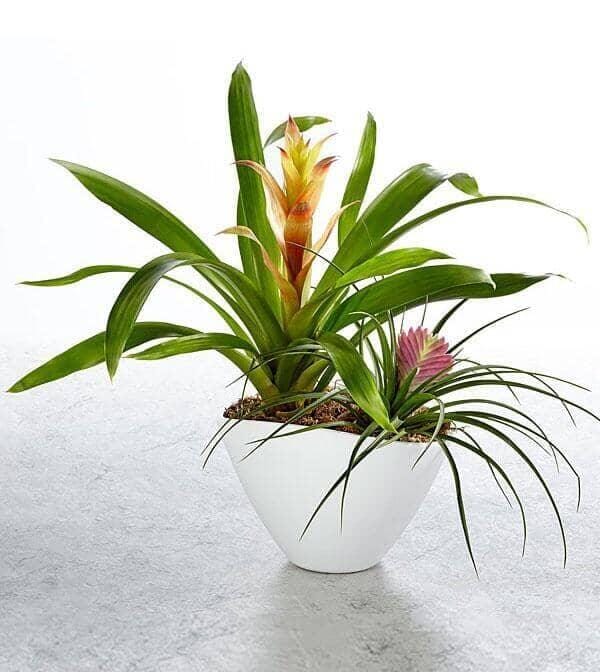 Paradise Found Dish Garden - potted a yellow and a red bromeliad and a blooming pink tillandsia cyanea