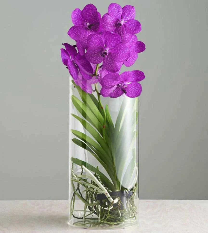 purple vanda orchid