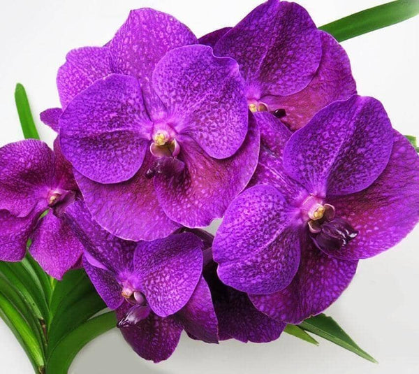 Pink Vanda Orchid - Flower Company