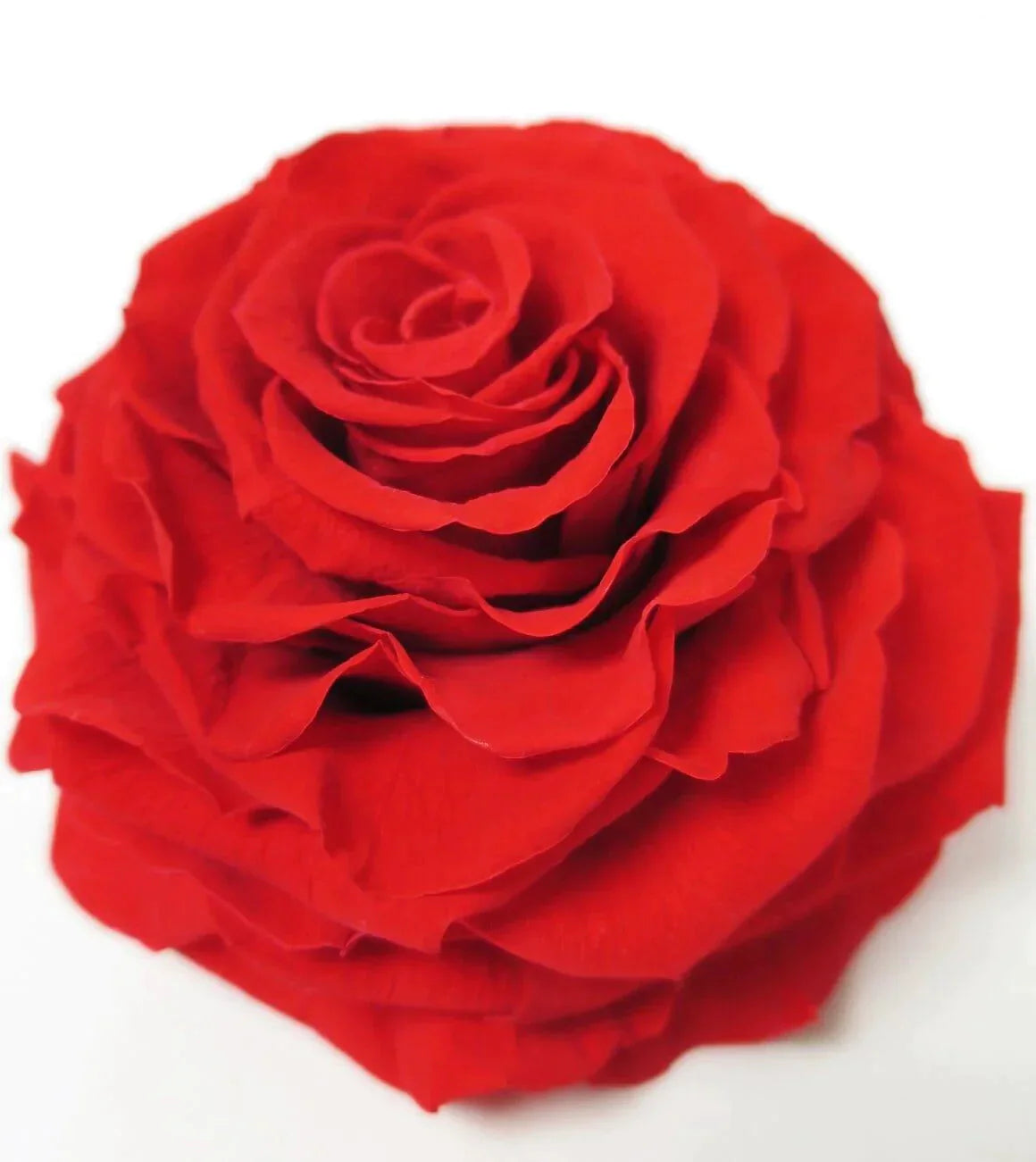 preserved rose