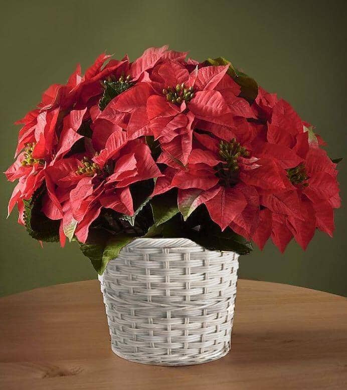 red poinsettia basket