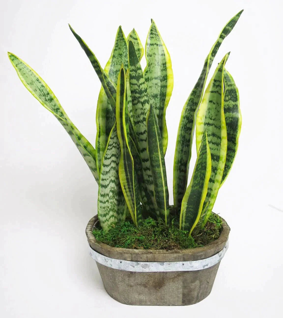 sansevieria snake plant