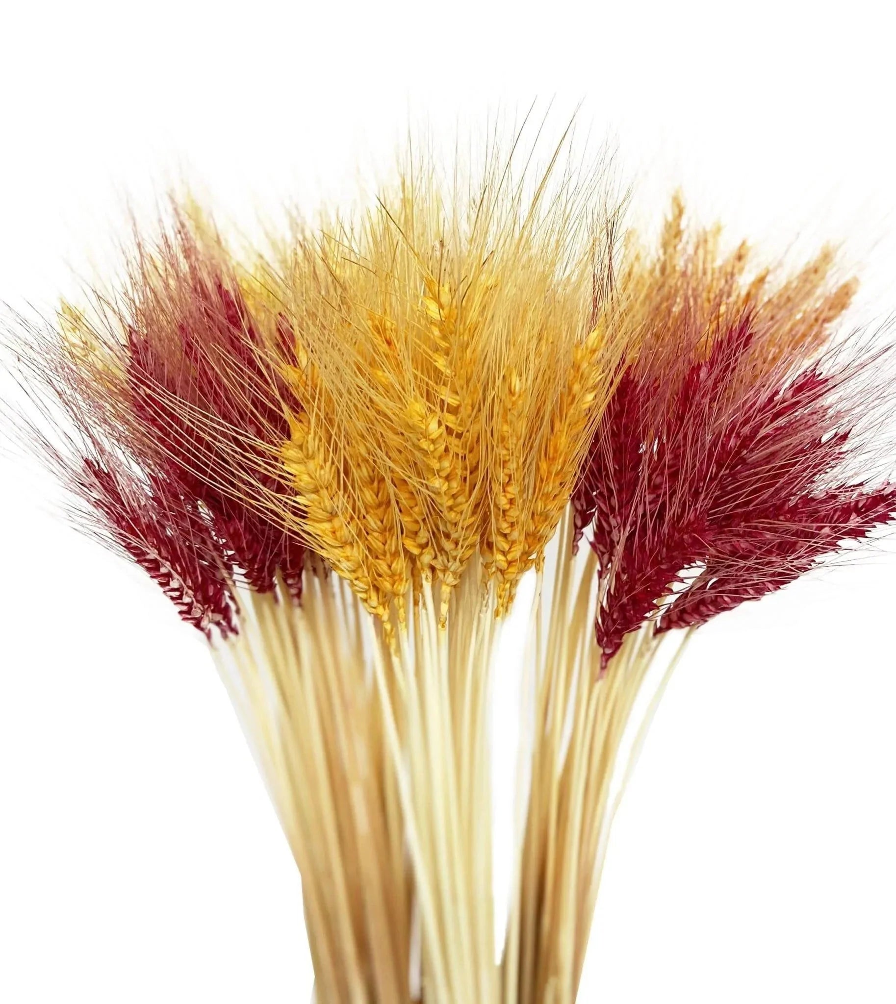 Spikes Preserved