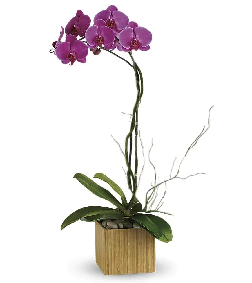 Stunning Sophistication™ Phalaenopsis Orchid