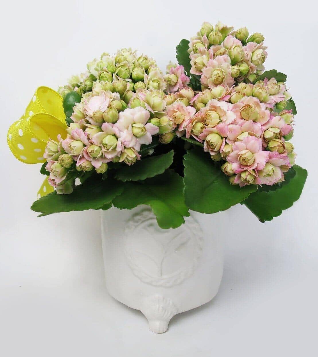 Double Calandiva Plant - vase with calandiva plant