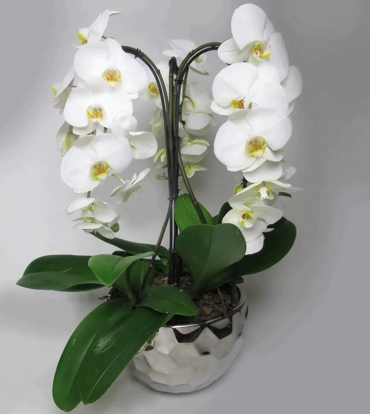 Triple Mammoth Orchid Planter
