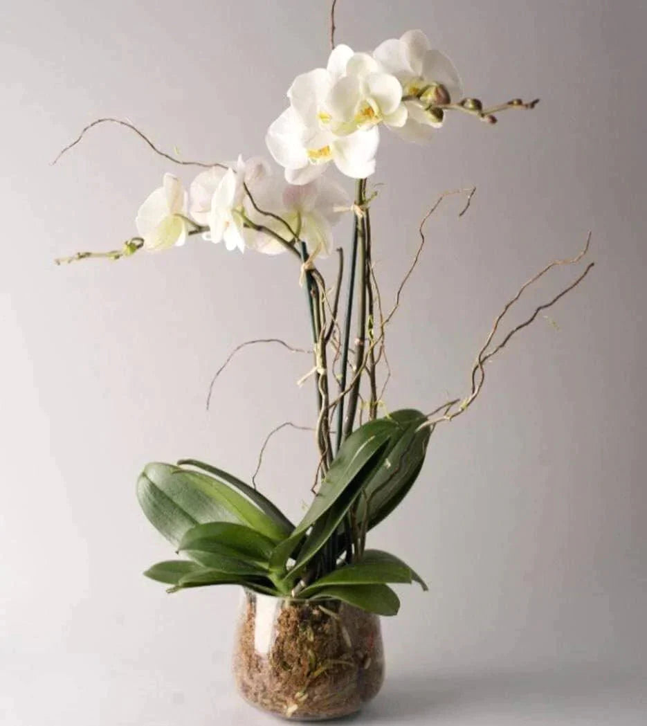 White Double Spike Orchid Planter™