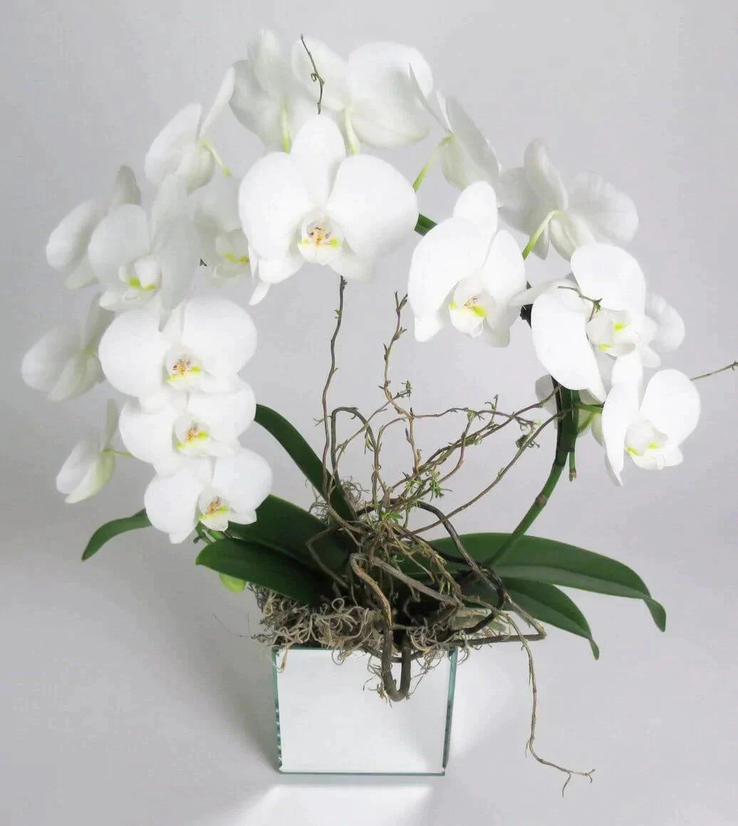 White Orchid Wreath - potted snow-white phalaenopsis orchid