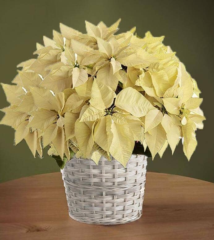 white poinsettia planter