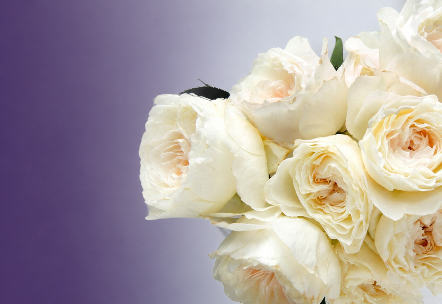 _img_banner