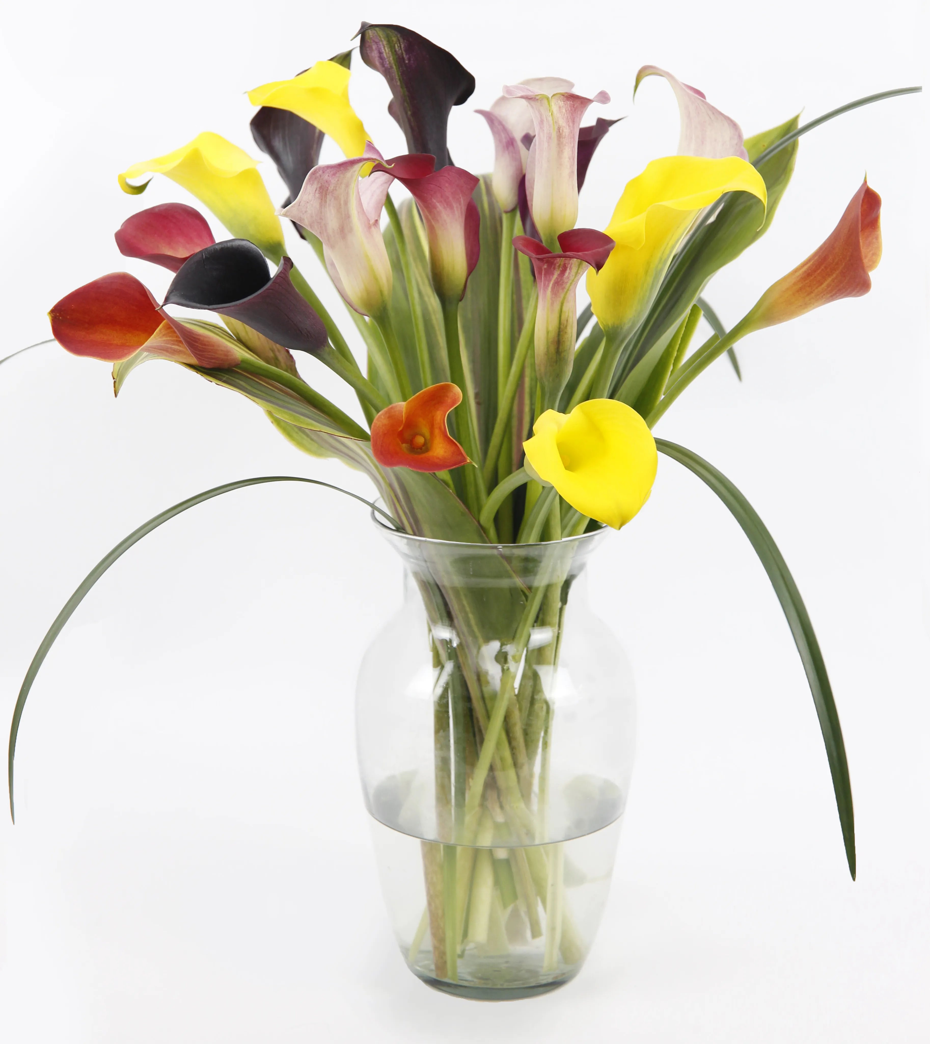18 Colorful Mini Callas In A Vase