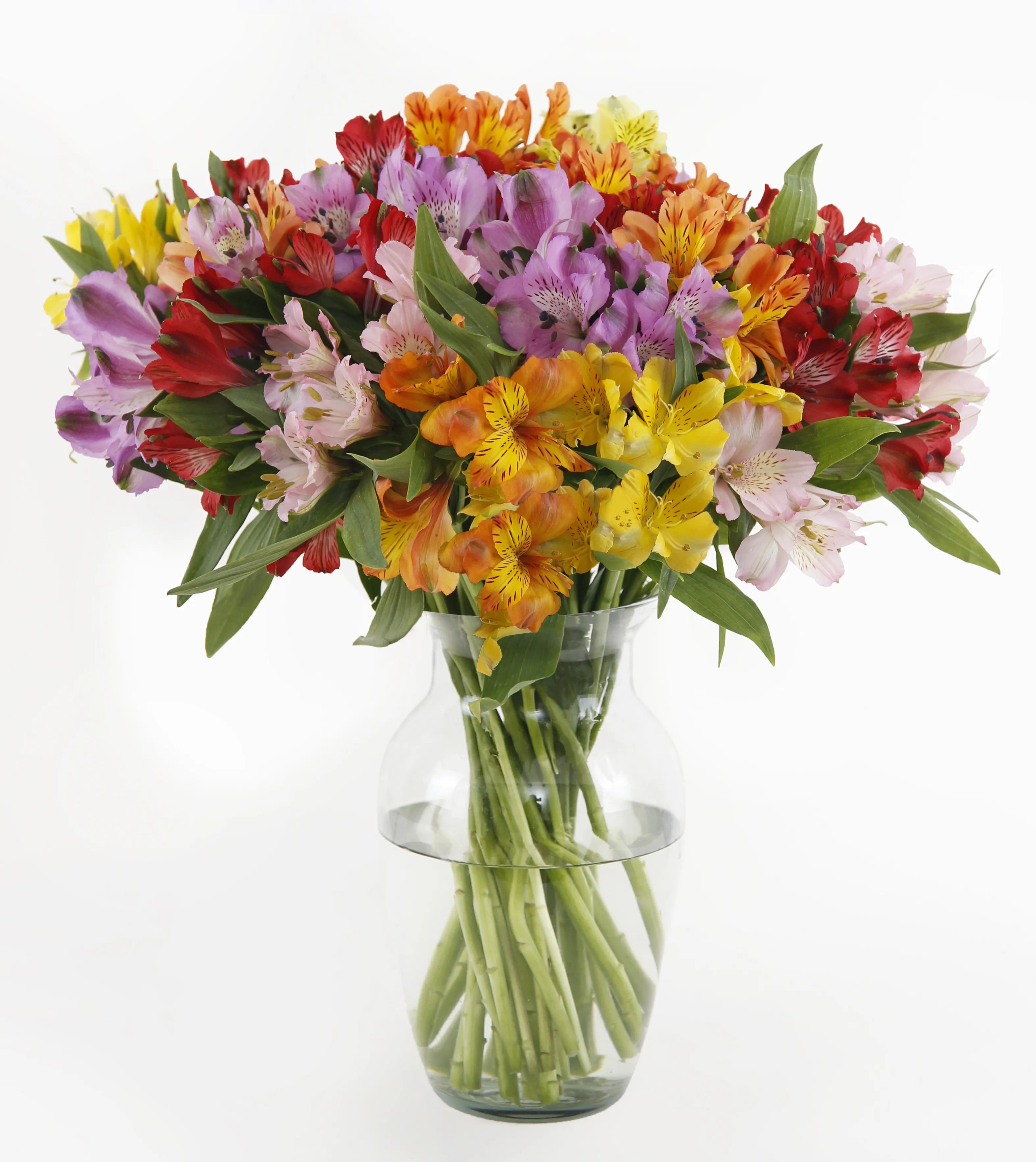 Rainbow's Discovery™ Peruvian Lily Bouquet