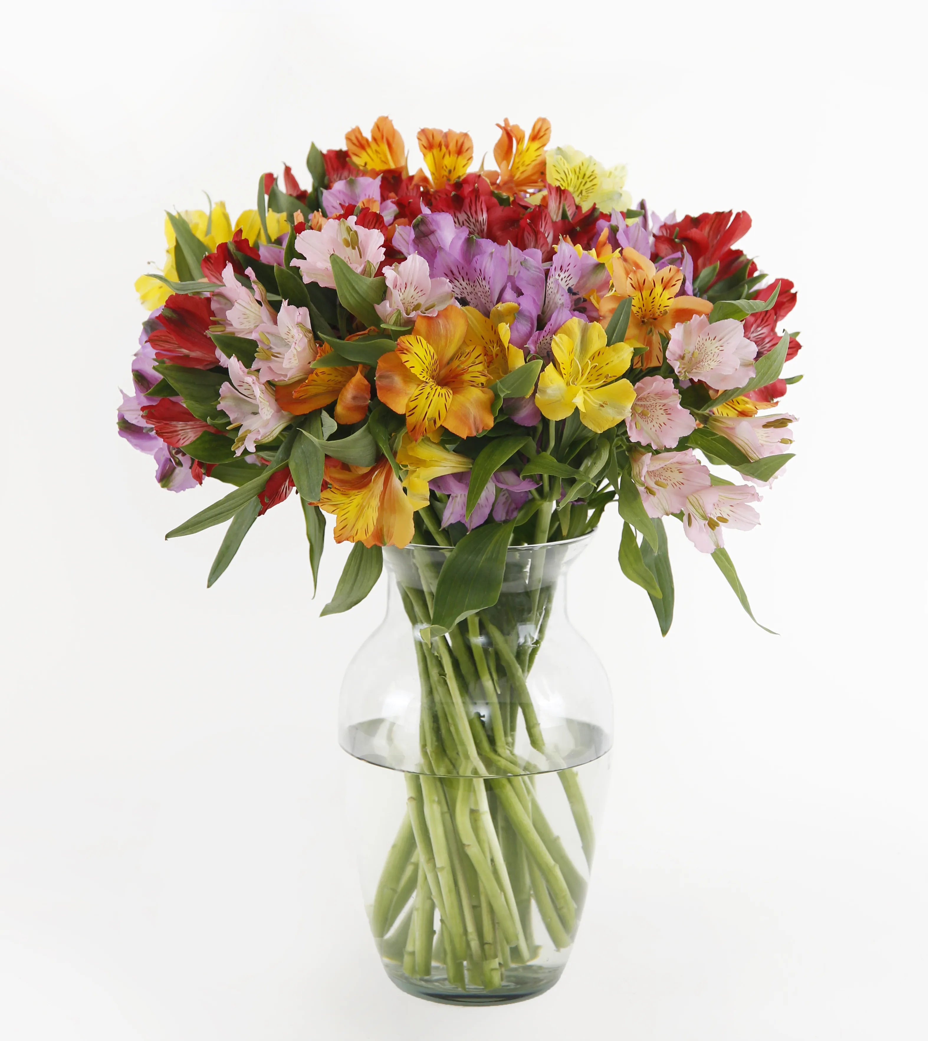 Rainbow's Discovery™ Peruvian Lily Bouquet