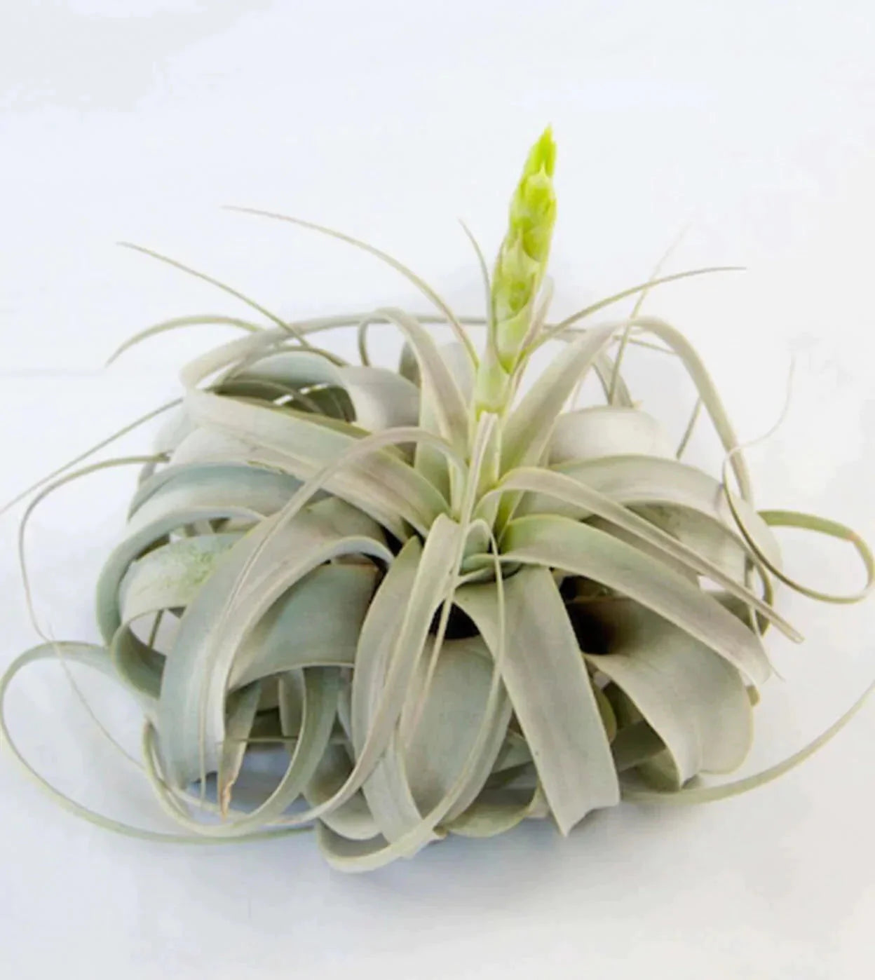 air plants toronto Xerographica Air Plant
