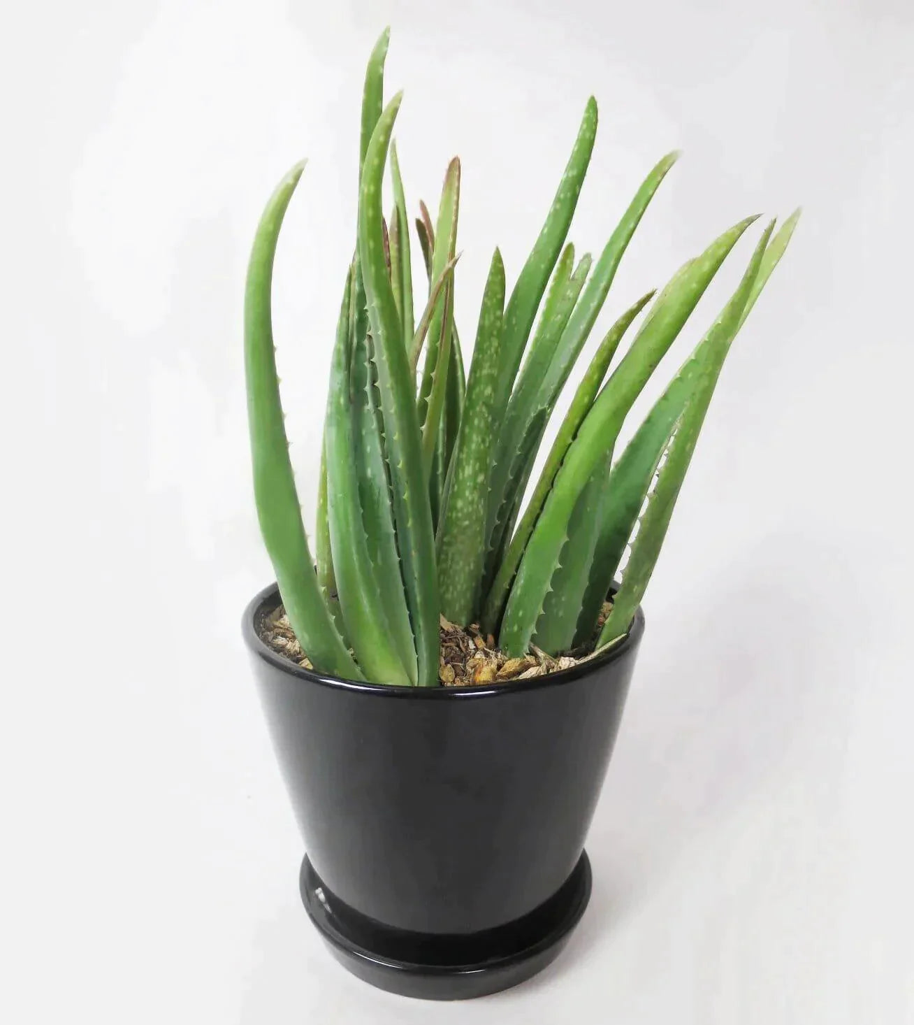 Aloe Vera Plant™