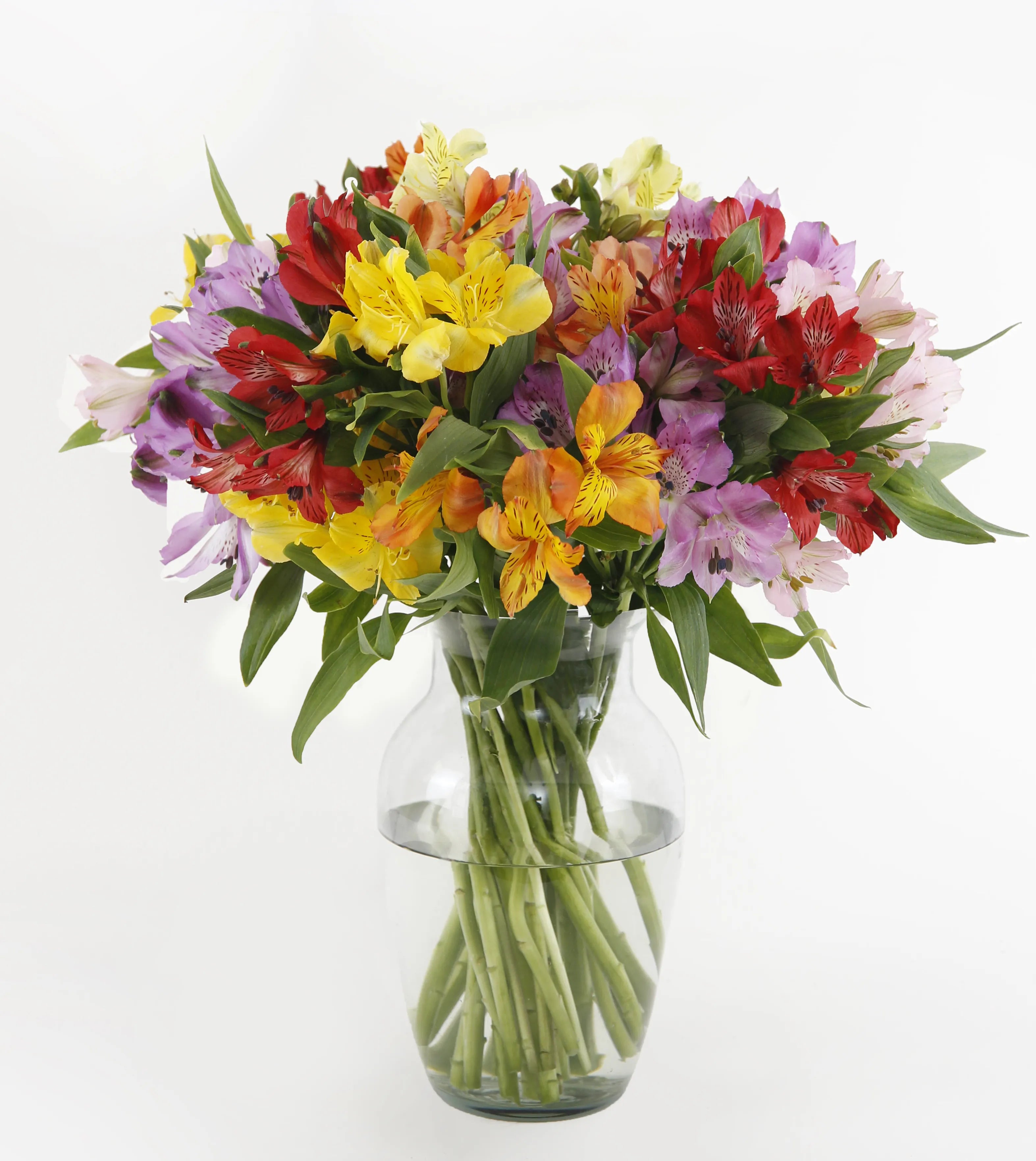 Rainbow's Discovery™ Peruvian Lily Bouquet