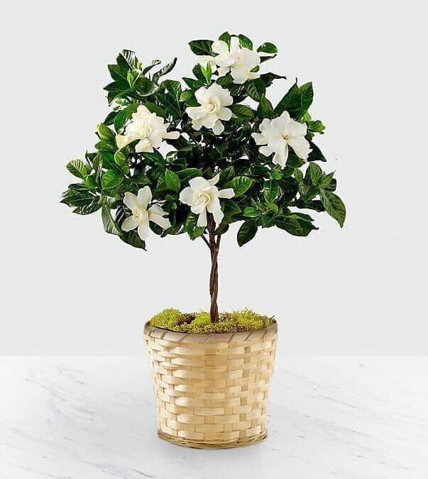 Blooming Tranquility Gardenia Plant