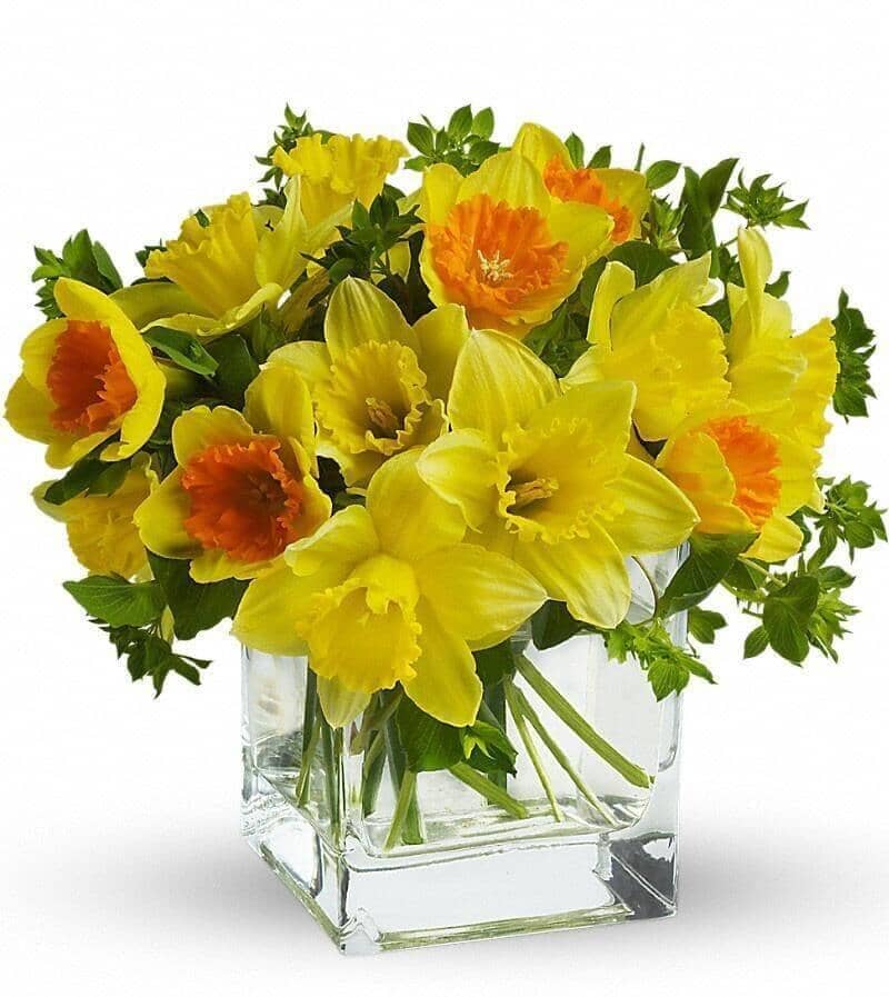 Daffodil Dreams™