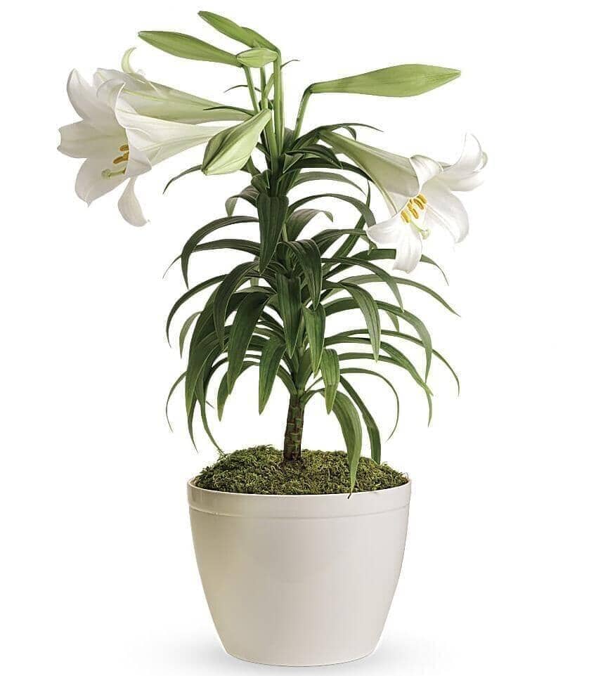 Easter Lily™