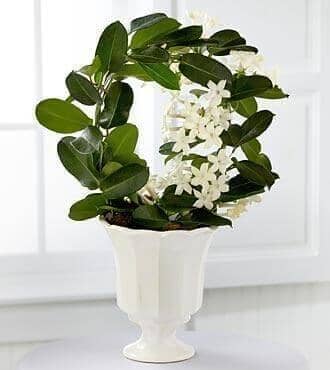 Garden Grace™ Stephanotis Plant