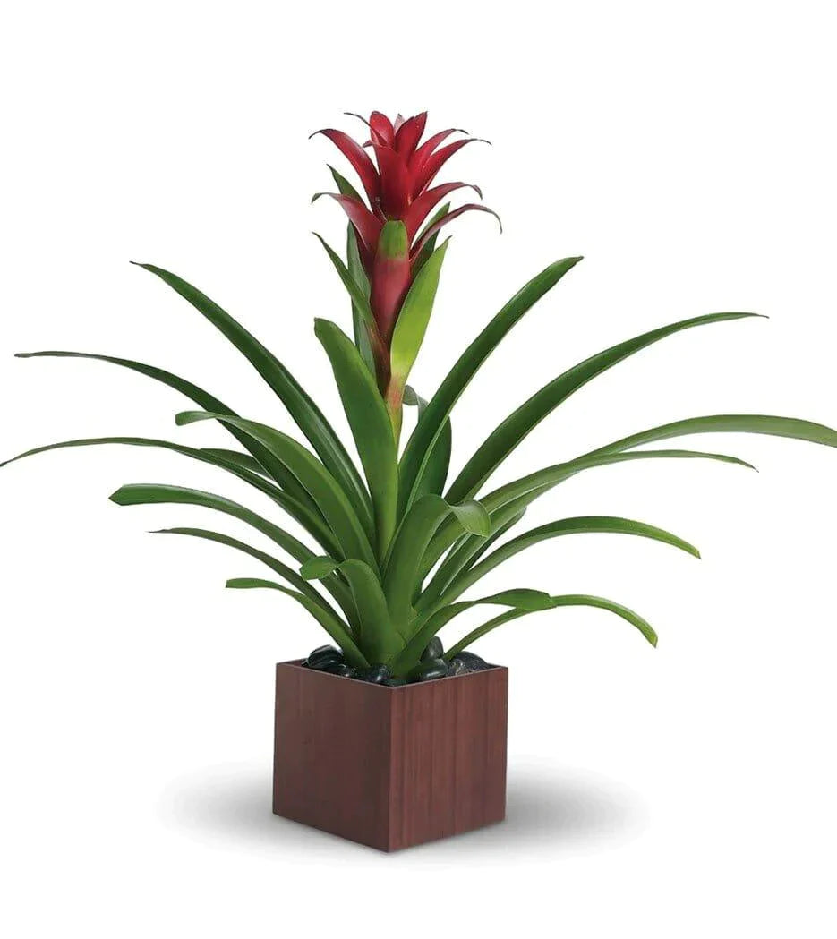 house plant with flower in the middle Guzmania Plant
