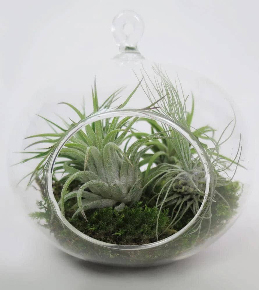 air plants toronto Hanging Air Planter™ Tillandsia