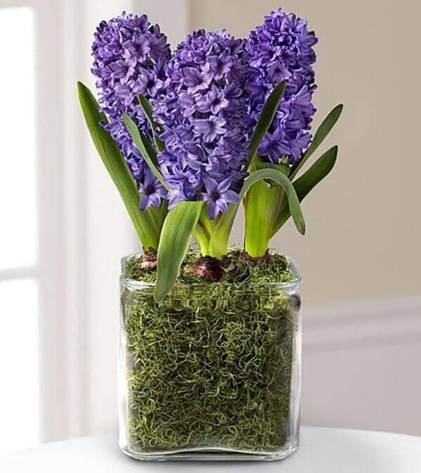 Hyacinth Trio™ Plant