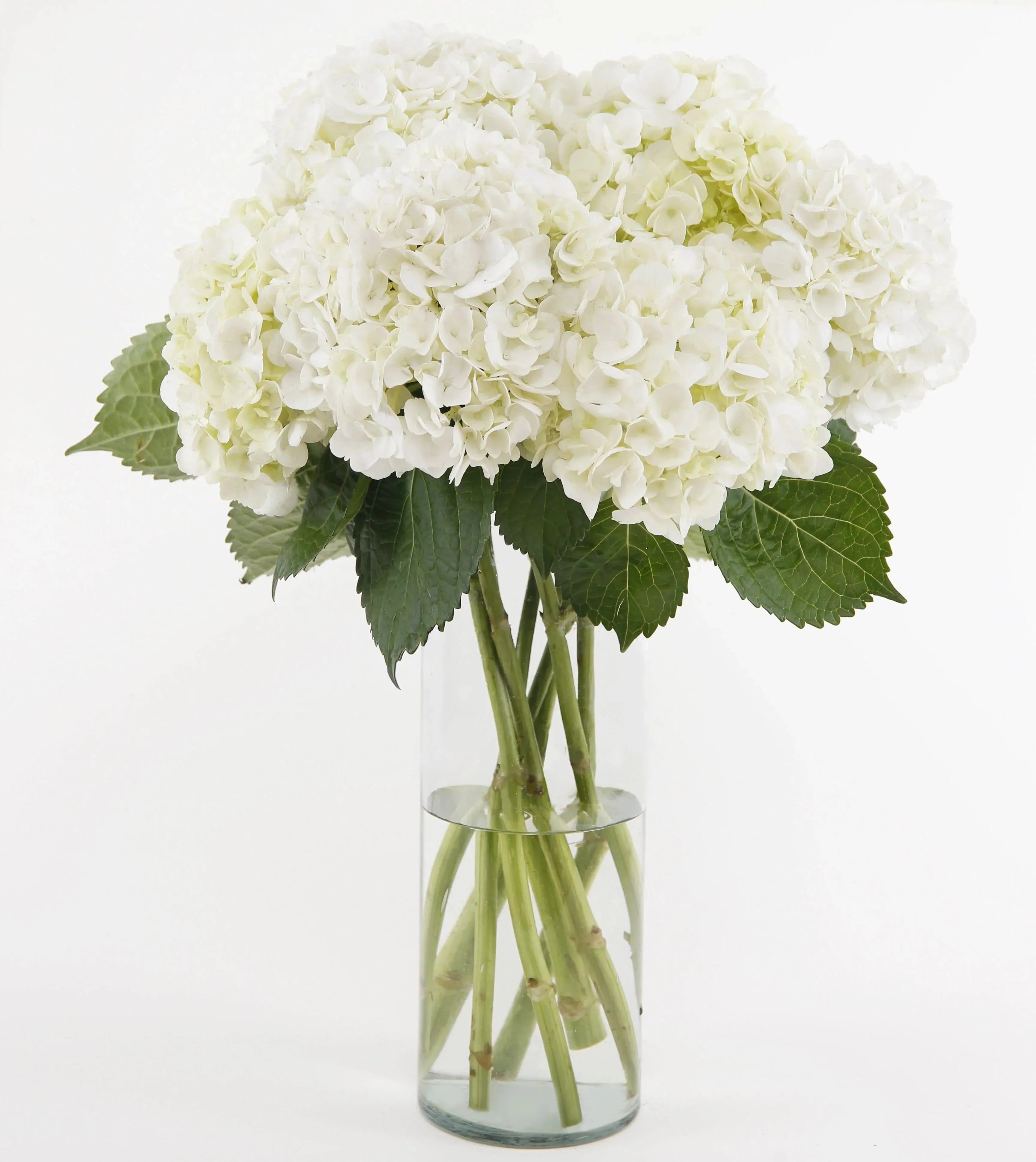 Image of White hydrangea bouquet for sale