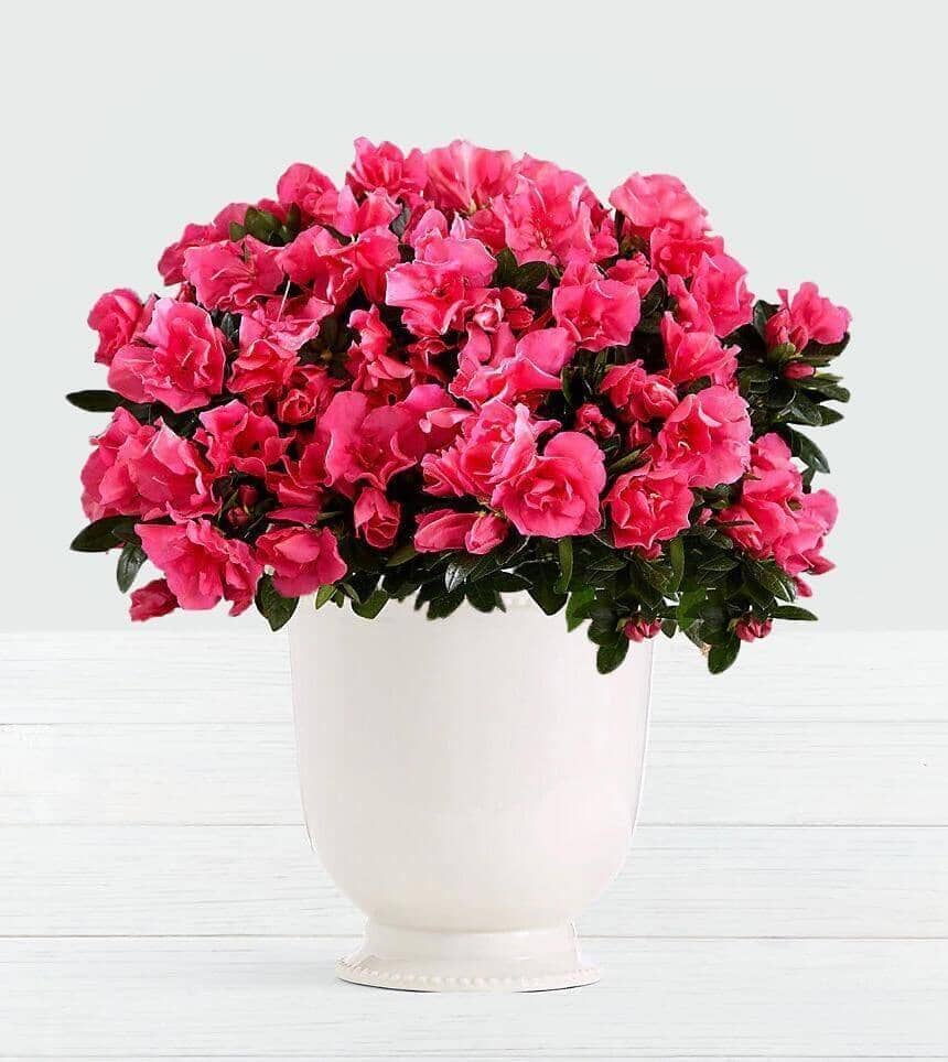 potting azalea plants Potted Azalea Plant