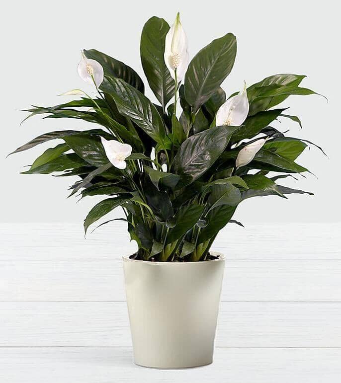 peace lily toronto Premium Peace Lily