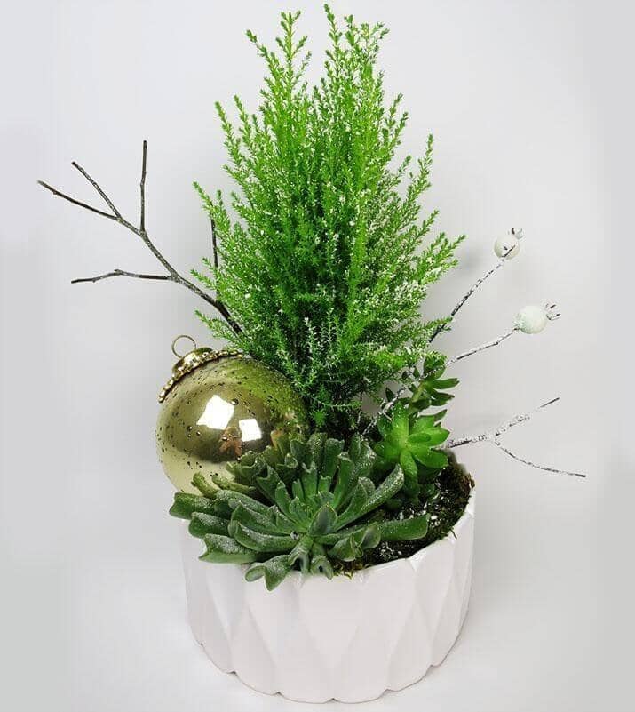 Snow White Cypress - vase with cypress and succulents