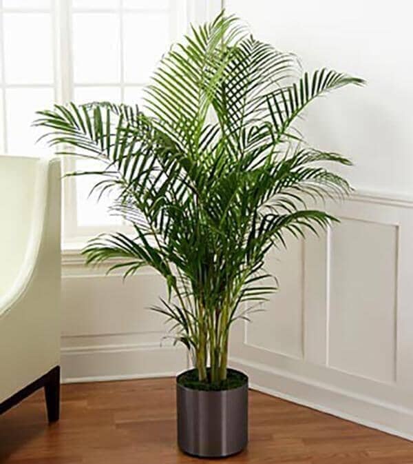 Palm Tree - palm tree planter